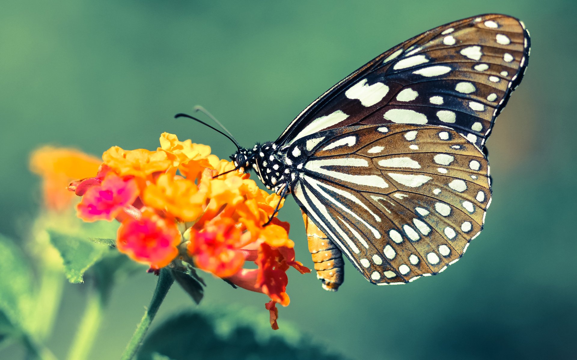 步行者横扫雷霆的背后,爱德华兹如何从得分手蜕变为关键先生?